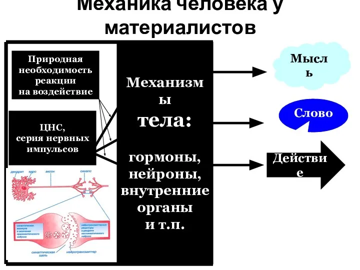 Мысль Механика человека у материалистов Действие Слово Природная необходимость реакции на