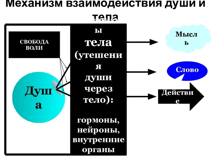 Мысль Душа Механизм взаимодействия души и тела Действие Слово СВОБОДА ВОЛИ