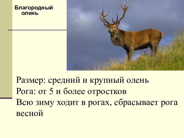 Благородный олень Размер: средний и крупный олень Рога: от 5 и