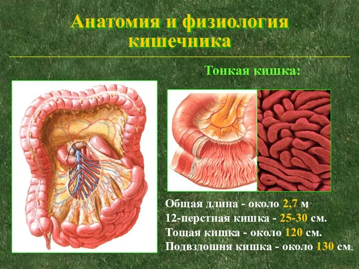 Анатомия и физиология кишечника Общая длина - около 2,7 м 12-перстная