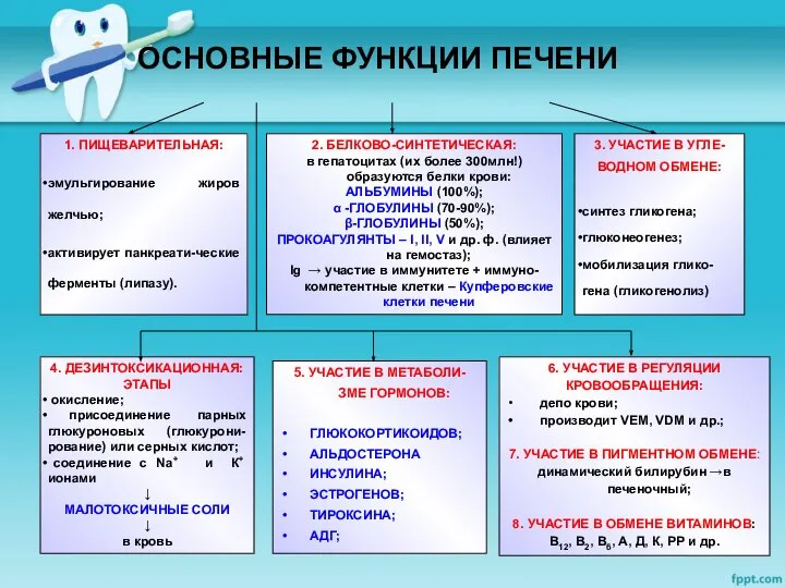 ОСНОВНЫЕ ФУНКЦИИ ПЕЧЕНИ