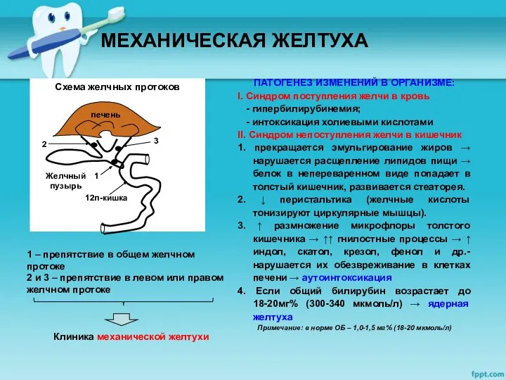 МЕХАНИЧЕСКАЯ ЖЕЛТУХА ПАТОГЕНЕЗ ИЗМЕНЕНИЙ В ОРГАНИЗМЕ: I. Синдром поступления желчи в