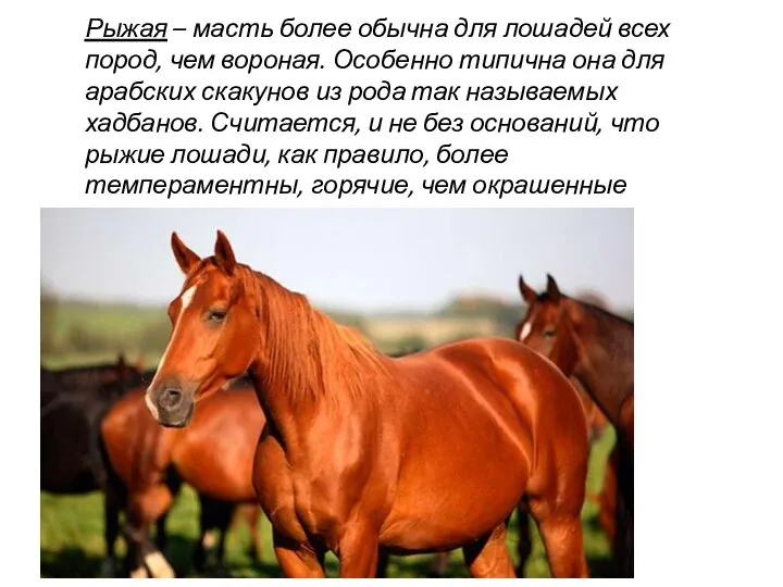 Рыжая – масть более обычна для лошадей всех пород, чем вороная.