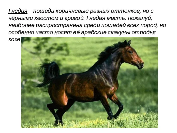 Гнедая – лошади коричневые разных оттенков, но с чёрными хвостом и