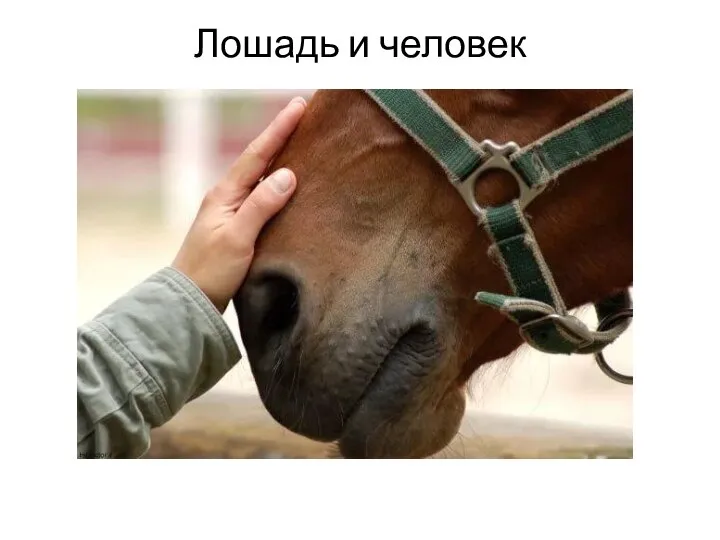 Лошадь и человек