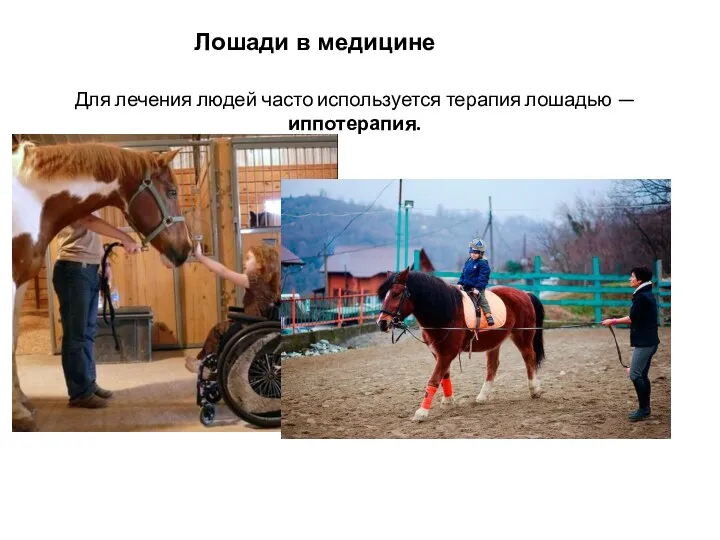 Лошади в медицине Для лечения людей часто используется терапия лошадью — иппотерапия.