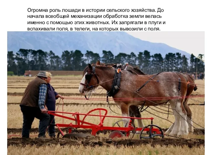 Огромна роль лошади в истории сельского хозяйства. До начала всеобщей механизации
