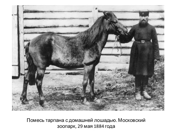 Помесь тарпана с домашней лошадью. Московский зоопарк, 29 мая 1884 года