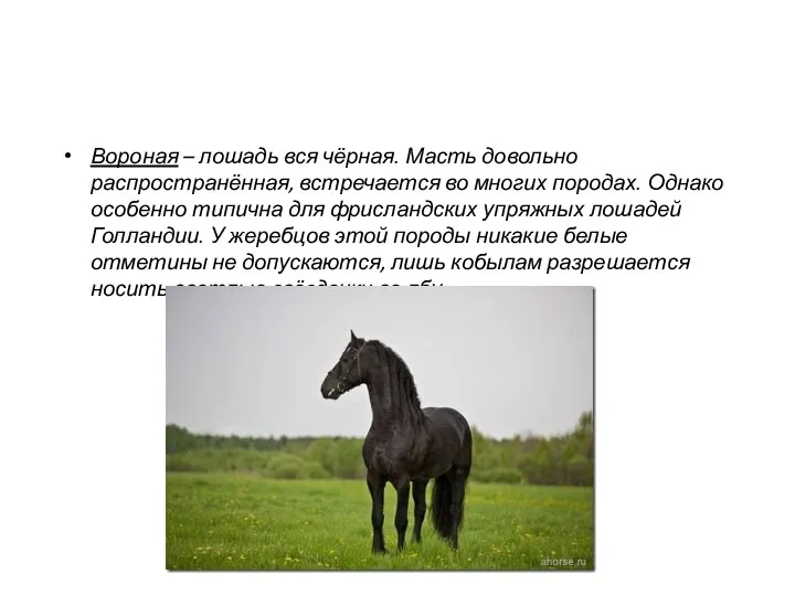 Вороная – лошадь вся чёрная. Масть довольно распространённая, встречается во многих