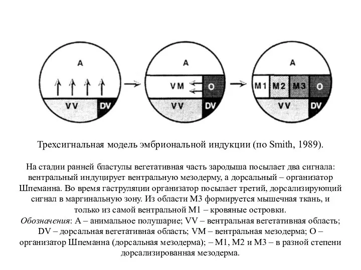 Трехсигнальная модель эмбриональной индукции (по Smith, 1989). На стадии ранней бластулы