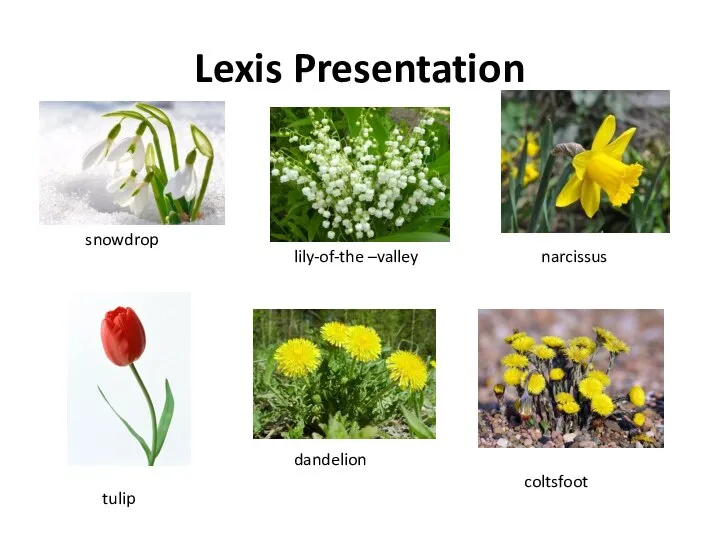 Lexis Presentation snowdrop lily-of-the –valley narcissus tulip dandelion coltsfoot