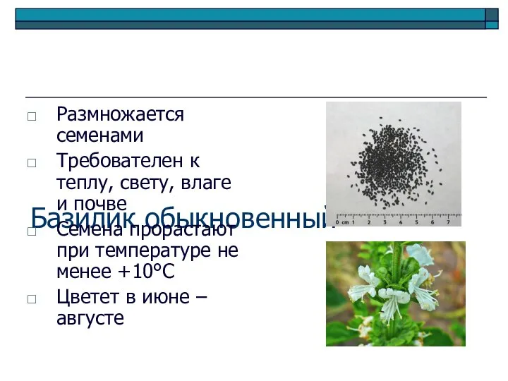 Базилик обыкновенный Размножается семенами Требователен к теплу, свету, влаге и почве