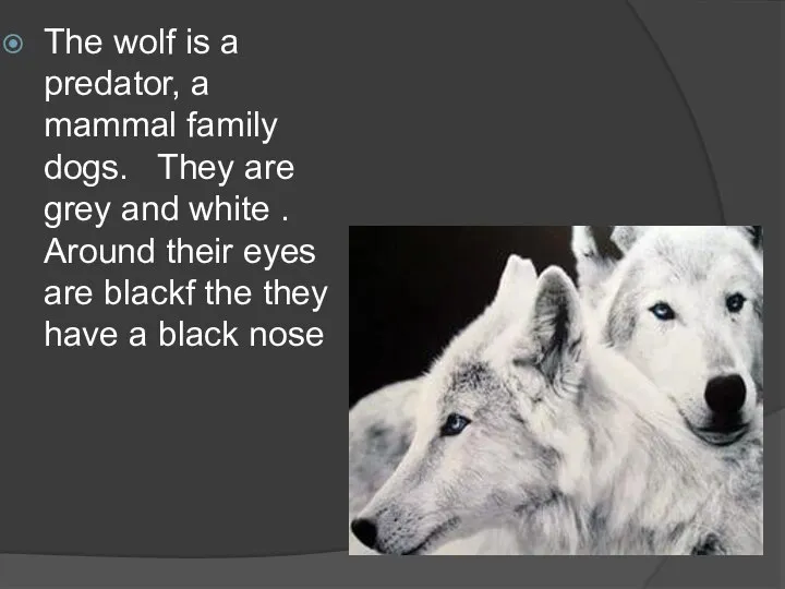 The wolf is a predator, a mammal family dogs. They are