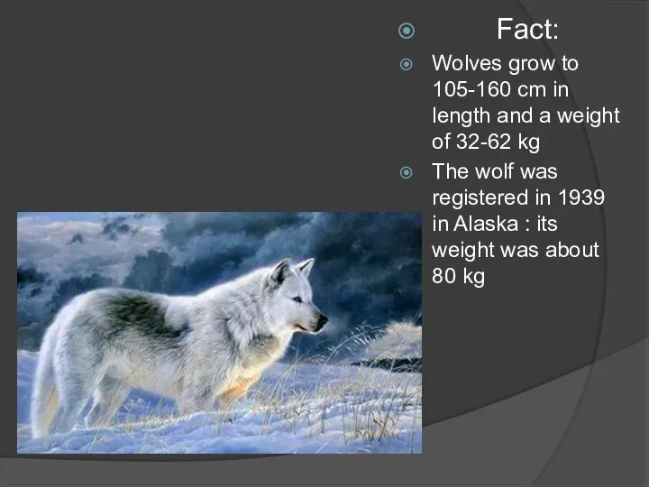 Fact: Wolves grow to 105-160 cm in length and a weight