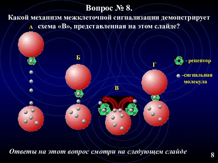 Вопрос № 8. Какой механизм межклеточной сигнализации демонстрирует схема «В», представленная