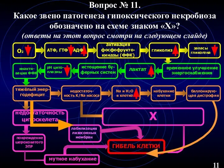 Вопрос № 11. Какое звено патогенеза гипоксического некробиоза обозначено на схеме