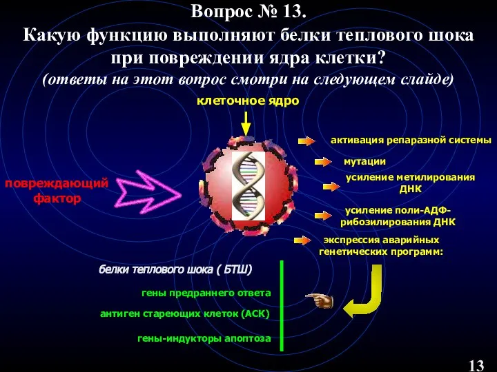 Вопрос № 13. Какую функцию выполняют белки теплового шока при повреждении