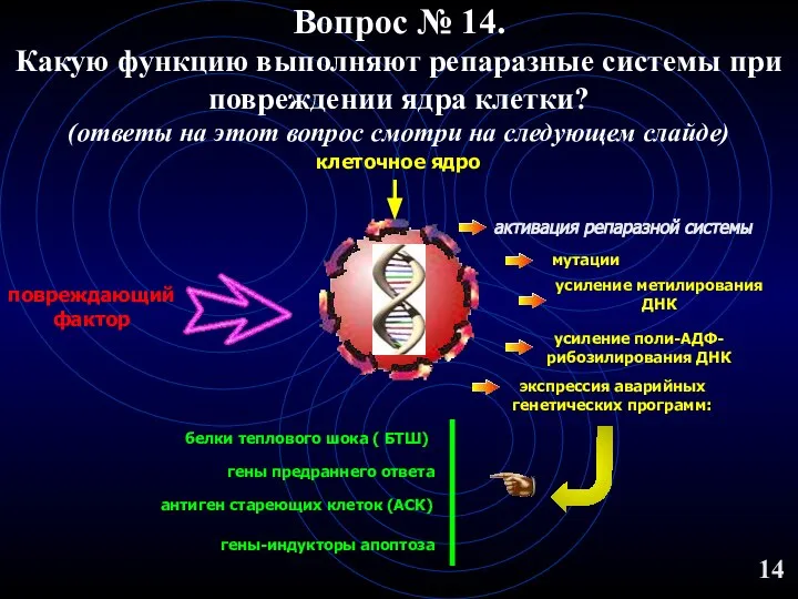 Вопрос № 14. Какую функцию выполняют репаразные системы при повреждении ядра