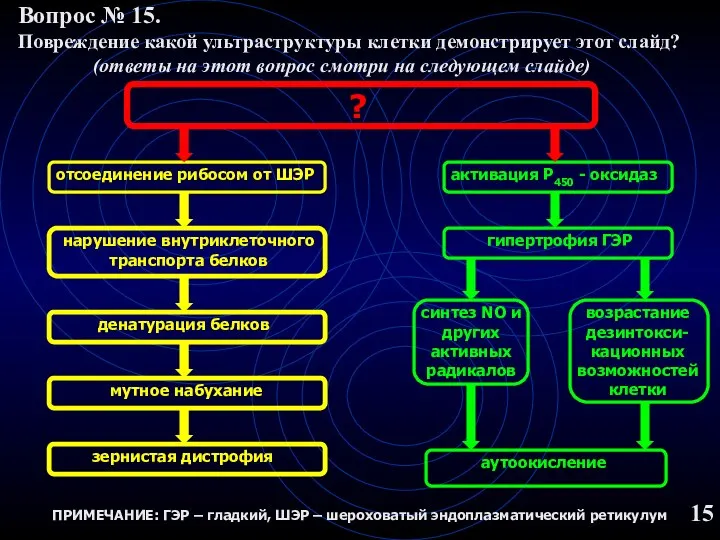 15 ? отсоединение рибосом от ШЭР нарушение внутриклеточного транспорта белков денатурация