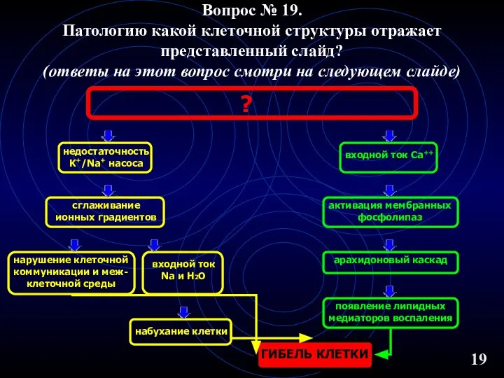 Вопрос № 19. Патологию какой клеточной структуры отражает представленный слайд? (ответы