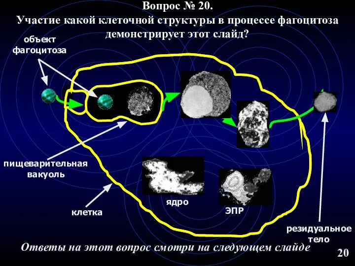 Вопрос № 20. Участие какой клеточной структуры в процессе фагоцитоза демонстрирует