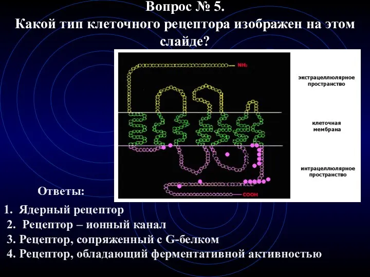 Вопрос № 5. Какой тип клеточного рецептора изображен на этом слайде?