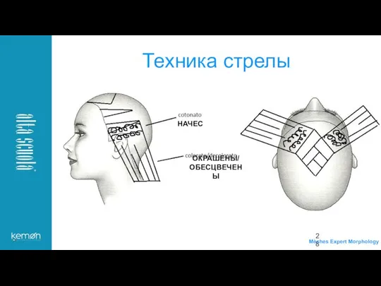 Техника стрелы НАЧЕС ОКРАШЕНЫ/ОБЕСЦВЕЧЕНЫ Mèches Expert Morphology