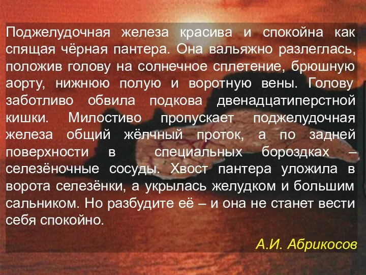 Поджелудочная железа красива и спокойна как спящая чёрная пантера. Она вальяжно