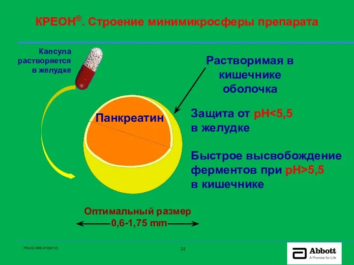 Оптимальный размер 0,6-1,75 mm Растворимая в кишечнике оболочка Панкреатин КРЕОН®. Строение