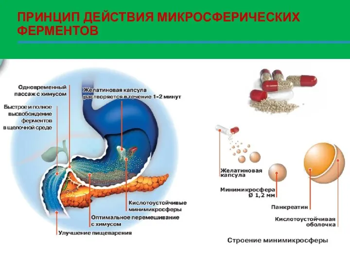 ПРИНЦИП ДЕЙСТВИЯ МИКРОСФЕРИЧЕСКИХ ФЕРМЕНТОВ