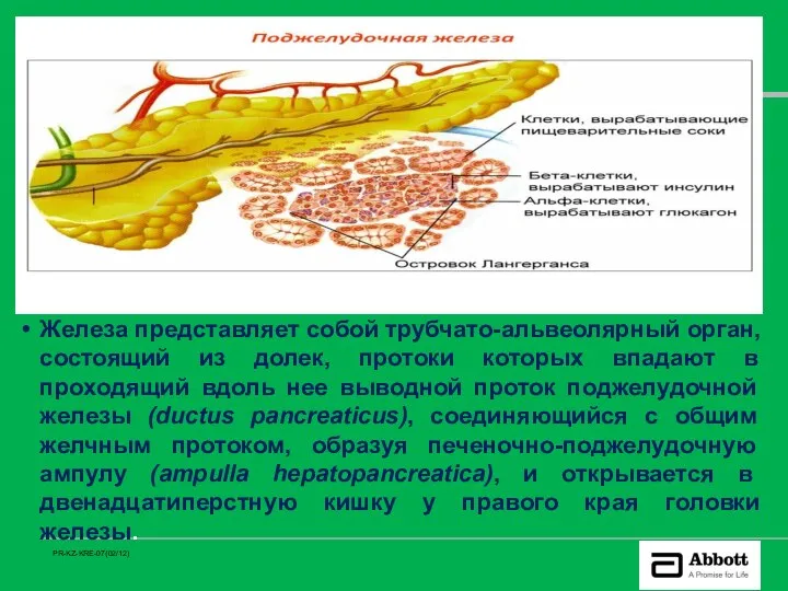 Железа представляет собой трубчато-альвеолярный орган, состоящий из долек, протоки которых впадают