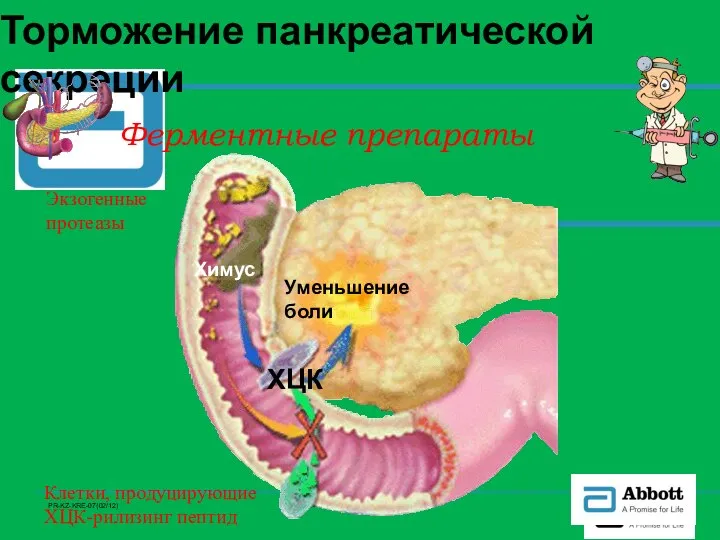 Торможение панкреатической секреции Ферментные препараты Экзогенные протеазы Уменьшение боли Клетки, продуцирующие ХЦК-рилизинг пептид ХЦК Химус