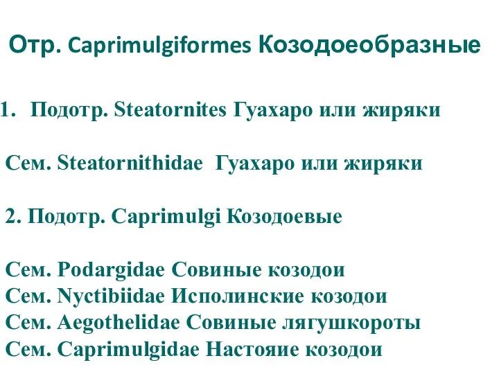 Отр. Caprimulgiformes Козодоеобразные Подотр. Steatornites Гуахаро или жиряки Сем. Steatornithidae Гуахаро