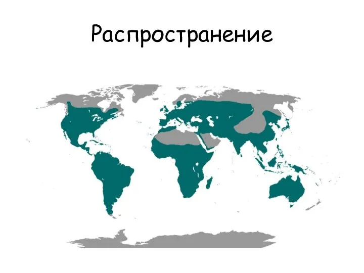 Распространение