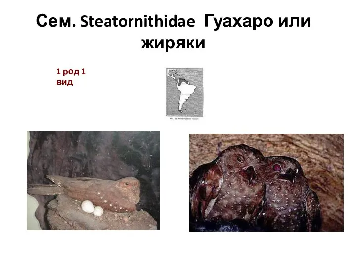 Сем. Steatornithidae Гуахаро или жиряки 1 род 1 вид