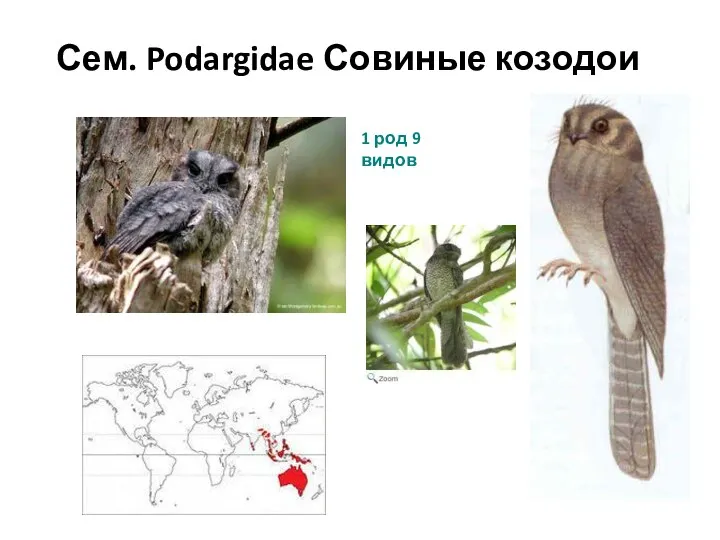 Сем. Podargidae Совиные козодои 1 род 9 видов