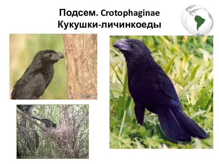 Подсем. Crotophaginae Кукушки-личинкоеды