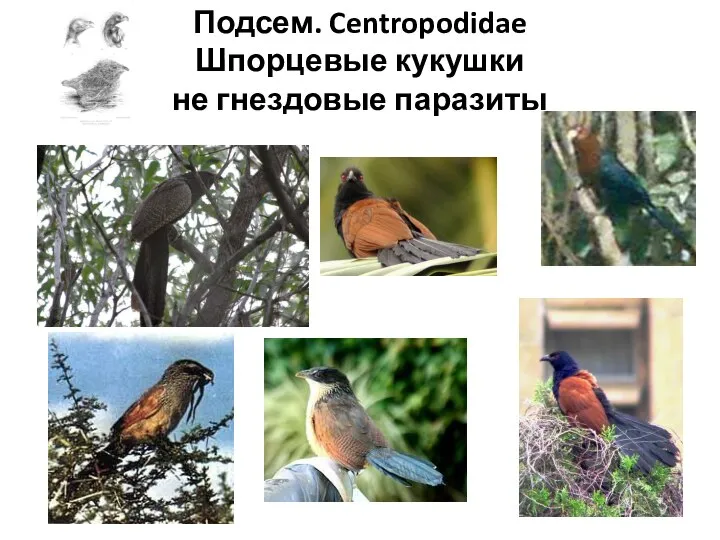 Подсем. Centropodidae Шпорцевые кукушки не гнездовые паразиты