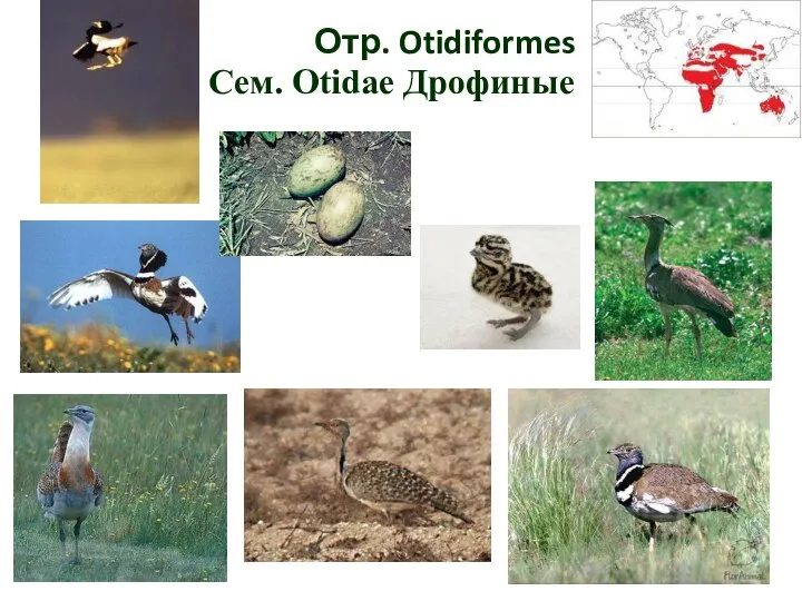 Отр. Otidiformes Cем. Otidae Дрофиные