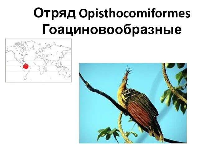 Отряд Opisthocomiformes Гоациновообразные