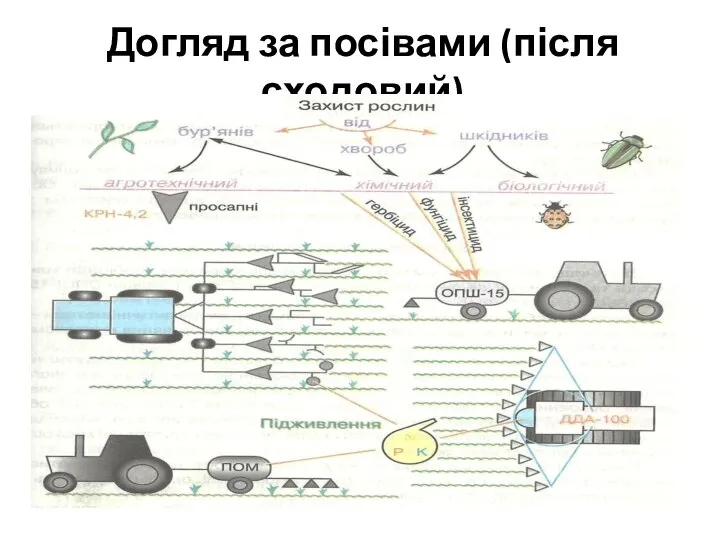 Догляд за посівами (після сходовий)