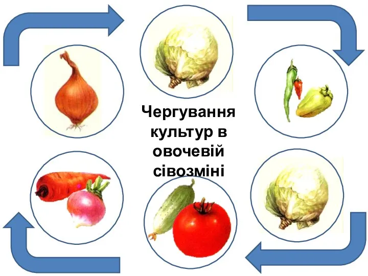 Чергування культур в овочевій сівозміні