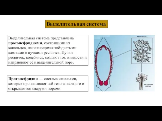 Выделительная система Выделительная система представлена протонефридиями, состоящими из канальцев, начинающихся звёздчатыми