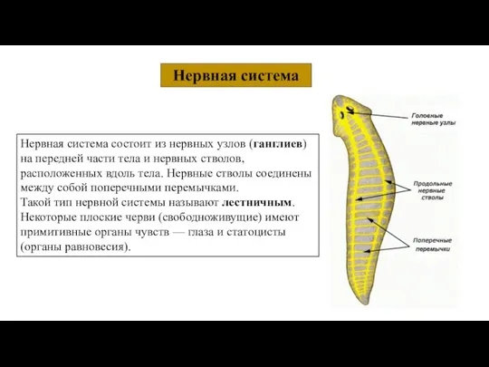 Нервная система Нервная система состоит из нервных узлов (ганглиев) на передней