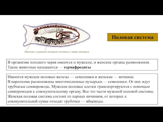 Половая система В организме плоского червя имеются и мужские, и женские