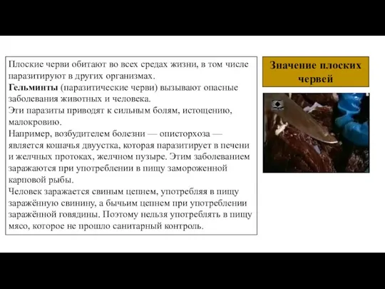 Значение плоских червей Плоские черви обитают во всех средах жизни, в