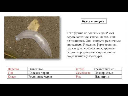 Тело (длина от долей мм до 35 см) веретеновидное, капле-, листо-