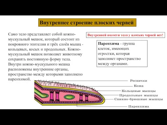 Внутреннее строение плоских червей Само тело представляет собой кожно-мускульный мешок, который