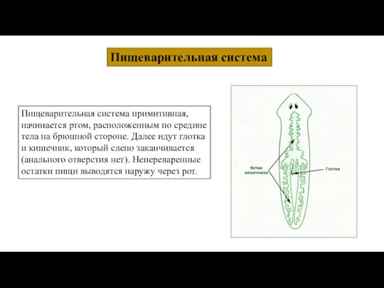 Пищеварительная система Пищеварительная система примитивная, начинается ртом, расположенным по средине тела