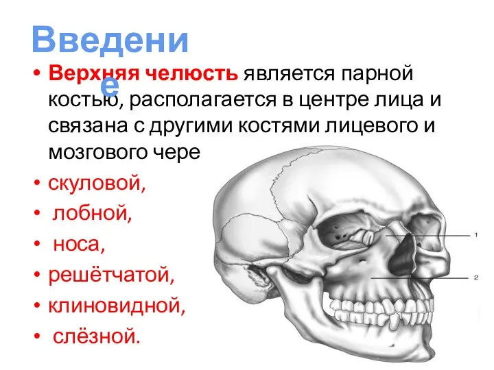 Верхняя челюсть является парной костью, располагается в центре лица и связана